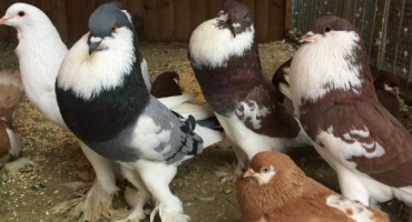 Kdo je holub holub: popis, odrůdy a chov